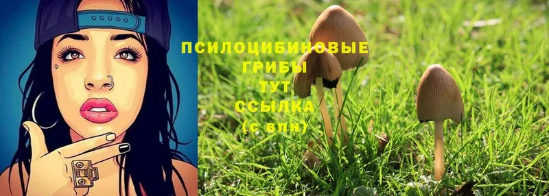 дарнет шоп  Орск  Псилоцибиновые грибы Psilocybine cubensis 